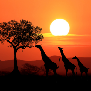 kenya